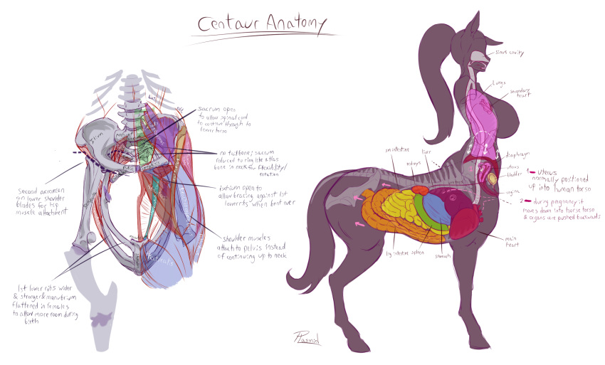 anatomy animal_ears bladder bone breasts centaur english_commentary english_text fallopian_tubes female full_body heart highres hip_bones hooves horse_ears horse_tail intestines kidney large_breasts liver long_hair lungs monster_girl multiple_legs organs original ovaries plasmid ponytail signature spine standing stomach_(organ) tail taur uterus white_background x-ray