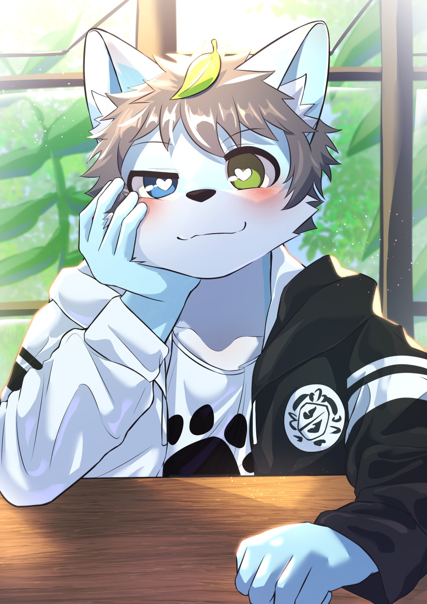 absurd_res anthro black_clothing black_jacket black_topwear blue_body blue_ears blue_eyes blush blush_lines canid canine clothing ear_tuft green_eyes hair hand_on_cheek hand_on_table heart_eyes heart_symbol heterochromia hi_res jacket leaf leaf_on_head looking_at_viewer male mammal narrowed_eyes one_eye_half-closed potato_12_13 print_clothing print_shirt print_t-shirt print_topwear red_hair shirt smile smiling_at_viewer solo t-shirt topwear tuft white_clothing white_jacket white_shirt white_topwear