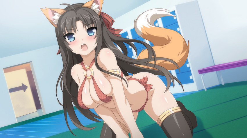 ahoge all_fours animal_ears arrow_(symbol) bikini black_hair black_thighhighs blue_eyes blush breasts dutch_angle female fox_ears fox_tail game_cg hair_ribbon large_breasts locker long_hair looking_at_viewer mieko_(sakura_swim_club) navel o-ring o-ring_bikini open_mouth red_bikini ribbon room sakura_swim_club solo swimsuit tail thighhighs wanaca