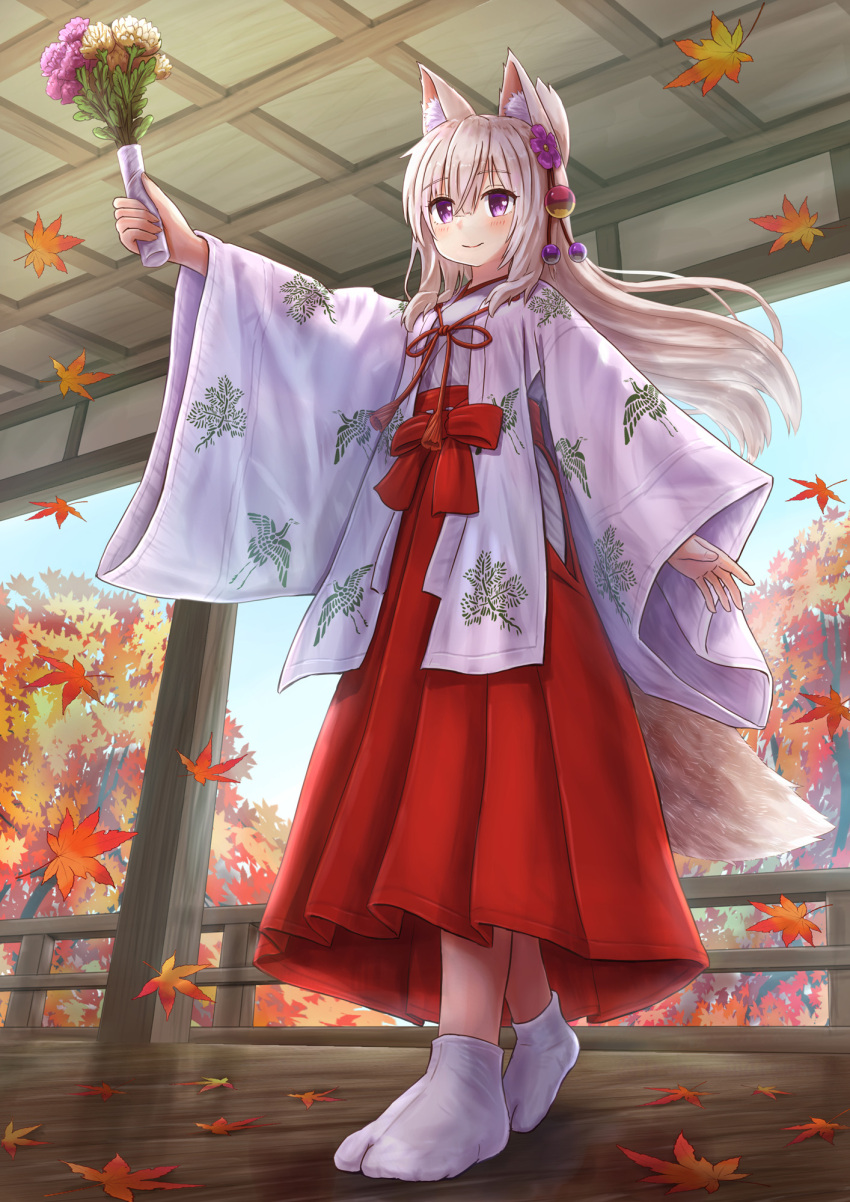 animal_ear_fluff animal_ears autumn_leaves blush breasts brown_hair closed_mouth commentary_request day female floating_hair flower folded_ponytail fox_ears fox_girl fox_tail hair_between_eyes hakama hakama_skirt highres holding iroha_(iroha_matsurika) japanese_clothes kimono koyoi_(iroha_(iroha_matsurika)) leaf long_hair maple_leaf miko no_shoes original outstretched_arm purple_eyes purple_flower red_hakama skirt small_breasts smile socks solo standing tabi tail very_long_hair white_kimono white_socks wide_sleeves yellow_flower