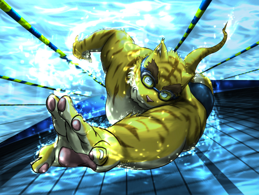 2012 anthro biceps brown_body brown_fur clothed clothing colored eyebrows eyewear felid fully_submerged fur goggles male mammal markings morenatsu muscular muscular_anthro muscular_male pantherine pawpads paws pecs pink_pawpads poge_jirushi pose solo stripes swimming swimming_pool swimwear thick_eyebrows tiger topless torahiko_(morenatsu) underwater water white_body white_fur yellow_body yellow_fur