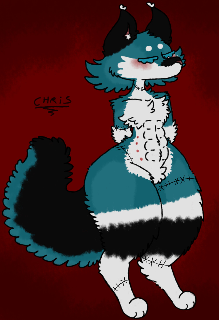 abs absurd_res anthro black_body black_fur black_tail blue_body blue_eyelashes blue_fur blue_tail blush canid canine canis cheek_tuft chest_tuft chris_(beastbeans) colored digital_drawing_(artwork) digital_media_(artwork) eyelashes facial_tuft fluffy fluffy_tail fur fur_markings hi_res larger_male male mammal markings multi_nipple multicolored_body muscular muscular_anthro muscular_male nipples nude seam_(sewing) simple_background size_difference sosu-the-blue-wolf tail tuft tufted_ears white_body white_fur wolf