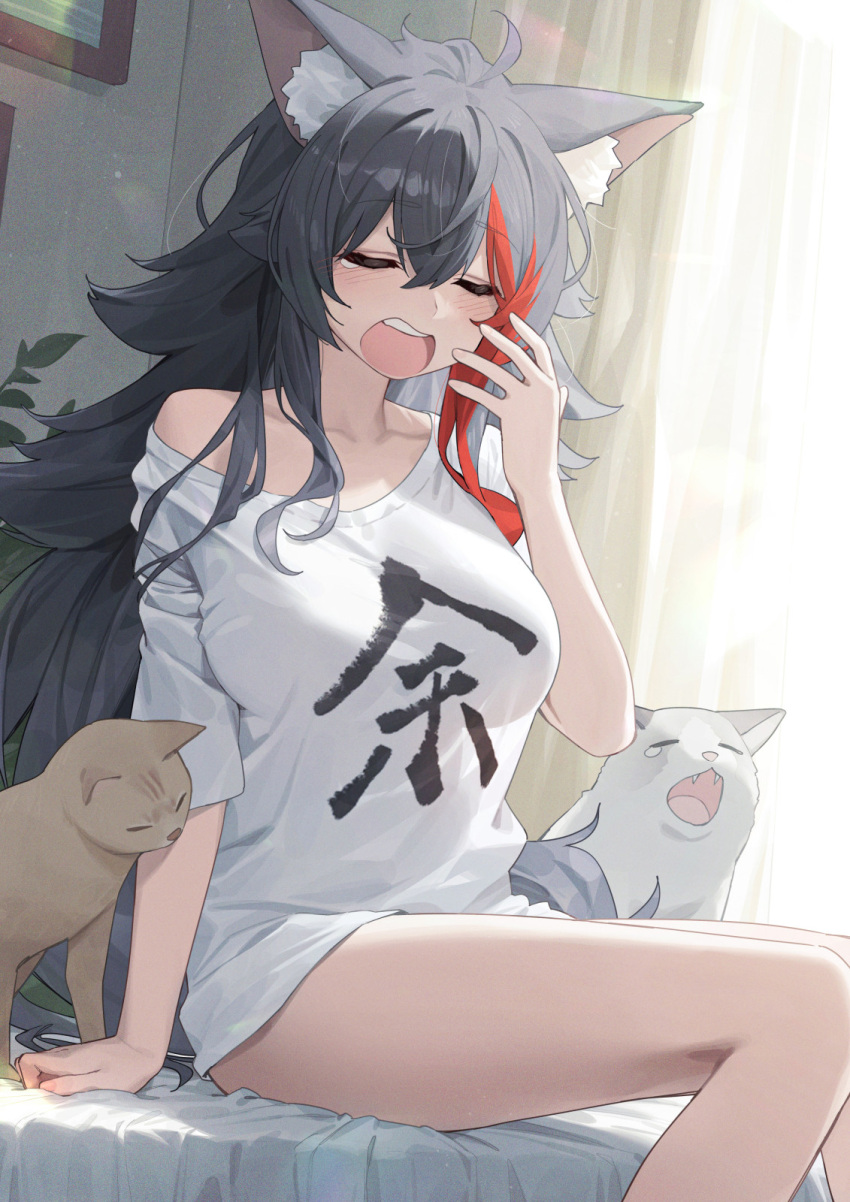 ahoge animal_ear_fluff animal_ears arm_support black_hair blush breasts closed_eyes clothes_writing collarbone crossed_bangs day double-parted_bangs feet_out_of_frame feline female flipped_hair hair_between_eyes hand_up hashtag-only_commentary highres hololive indoors large_breasts long_hair messy_hair multicolored_hair naked_shirt on_bed ookami_mio open_mouth print_shirt red_hair rimori22 shirt sidelocks single_bare_shoulder single_off_shoulder sitting solo spiked_hair streaked_hair t-shirt taiga_(ookami_mio) tail tawa_(ookami_mio) teeth upper_teeth_only very_long_hair virtual_youtuber waking_up white_shirt wolf_ears wolf_girl wolf_tail yawning