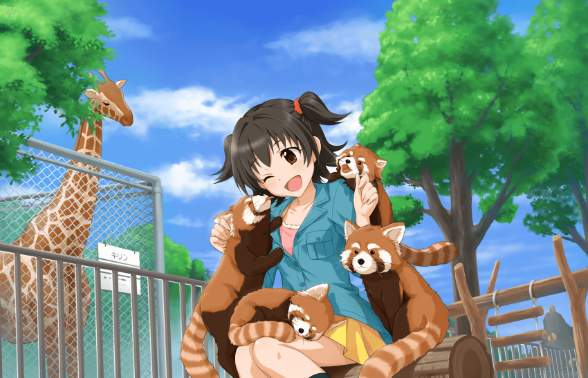 akagi_miria black_hair blush brown_eyes chain-link_fence cloud day female fence giraffe highres idolmaster idolmaster_cinderella_girls idolmaster_cinderella_girls_starlight_stage licking licking_another's_cheek licking_another's_face log official_art one_eye_closed outdoors pleated_skirt red_panda shippo_mofumofu_(idolmaster) sitting skirt sky tongue tree two_side_up yellow_skirt zoo