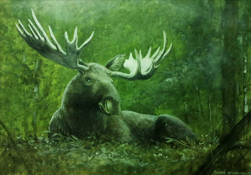 2014 antlers brown_body brown_ears brown_fur deer detailed detailed_background feral forest fur grass hi_res horn lying male mammal moose new_world_deer plant quadruped realistic solo traditional_media_(artwork) tree tuomas_koivurinne