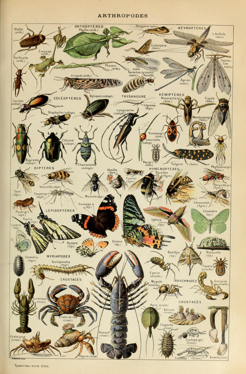 absurd_res acarine adolphe_millot ambiguous_gender ancient_art ant antennae_(anatomy) anthozoan arachnid arthropod bee beetle biological_illustration blattodea brown_body butterfly cicada cnidarian cockroach crab crustacean cucujoid decapoda dragonfly exoskeleton feral flea fly_(animal) green_body hermit_crab hi_res hymenopteran insect_wings insects ladybug lepidopteran lepidopteran_wings lobster malacostracan marine mosquito moth parasitiform pincers public_domain scorpion sea_anemone shrimp spider technical_illustration termite text tick_(arachnid) traditional_media_(artwork) wings zoological_illustration