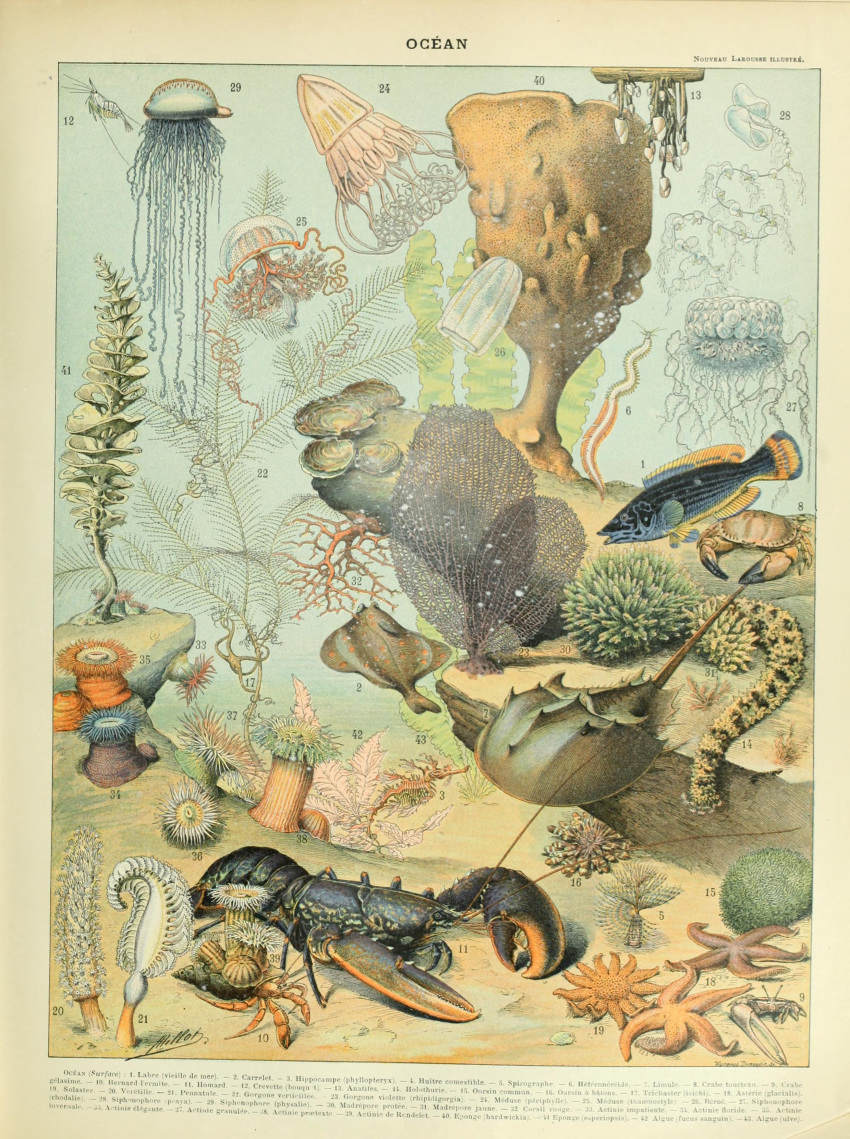 absurd_res adolphe_millot ambiguous_gender ancient_art anthozoan arachnid arthropod asterozoan biological_illustration cnidarian crab crustacean decapoda echinoderm echinozoan feral fin fish hermit_crab hi_res horseshoe_crab hydrozoan jellyfish lobster malacostracan marine medusozoan pincers public_domain scales sea_anemone sea_cucumber siphonophore starfish tail tail_fin technical_illustration tentacle text traditional_media_(artwork) underwater water zoological_illustration