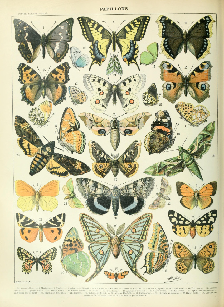 absurd_res adolphe_millot ambiguous_gender ancient_art antennae_(anatomy) arthropod biological_illustration butterfly death's-head_hawkmoth feral french_text green_wings hawk_moth hi_res insect_wings insects lepidopteran lepidopteran_wings moth orange_wings public_domain saturniid signature spanish_moon_moth swallowtail_butterfly technical_illustration text traditional_media_(artwork) wings yellow_wings zoological_illustration