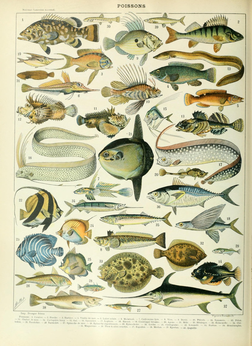 absurd_res adolphe_millot ambiguous_gender ancient_art biological_illustration countershade_torso countershading feral fin fish hi_res lionfish mackerel marine open_mouth public_domain scales scorpaeniform tail tail_fin technical_illustration text traditional_media_(artwork) zoological_illustration