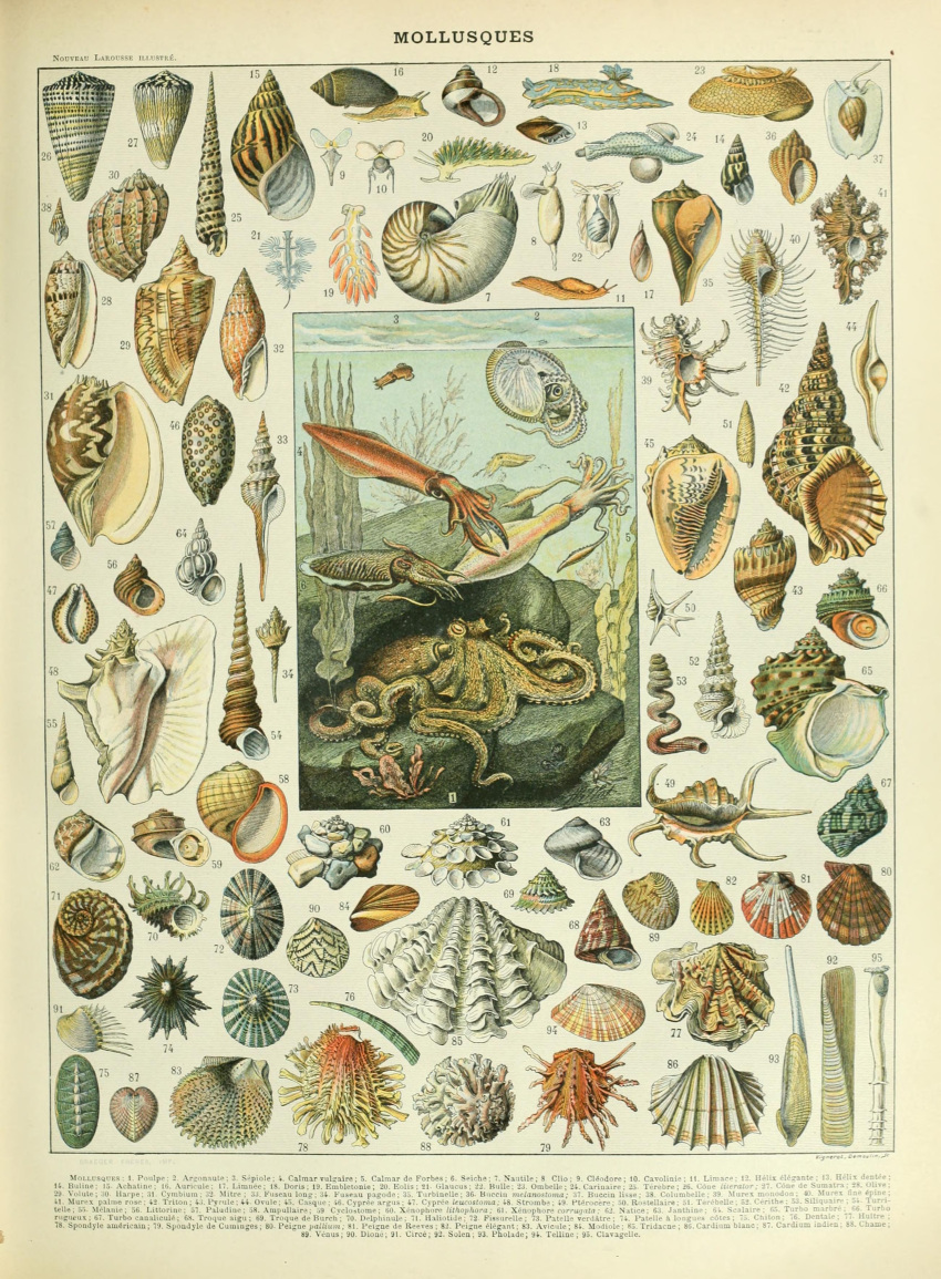 absurd_res adolphe_millot algae ambiguous_gender ancient_art biological_illustration cephalopod coleoid cuttlefish decapodiform feral gastropod hi_res horizontal_pupils marine mollusk nautilus octopodiform octopus public_domain pupils seashell shell slug snail technical_illustration tentacle text traditional_media_(artwork) underwater water zoological_illustration