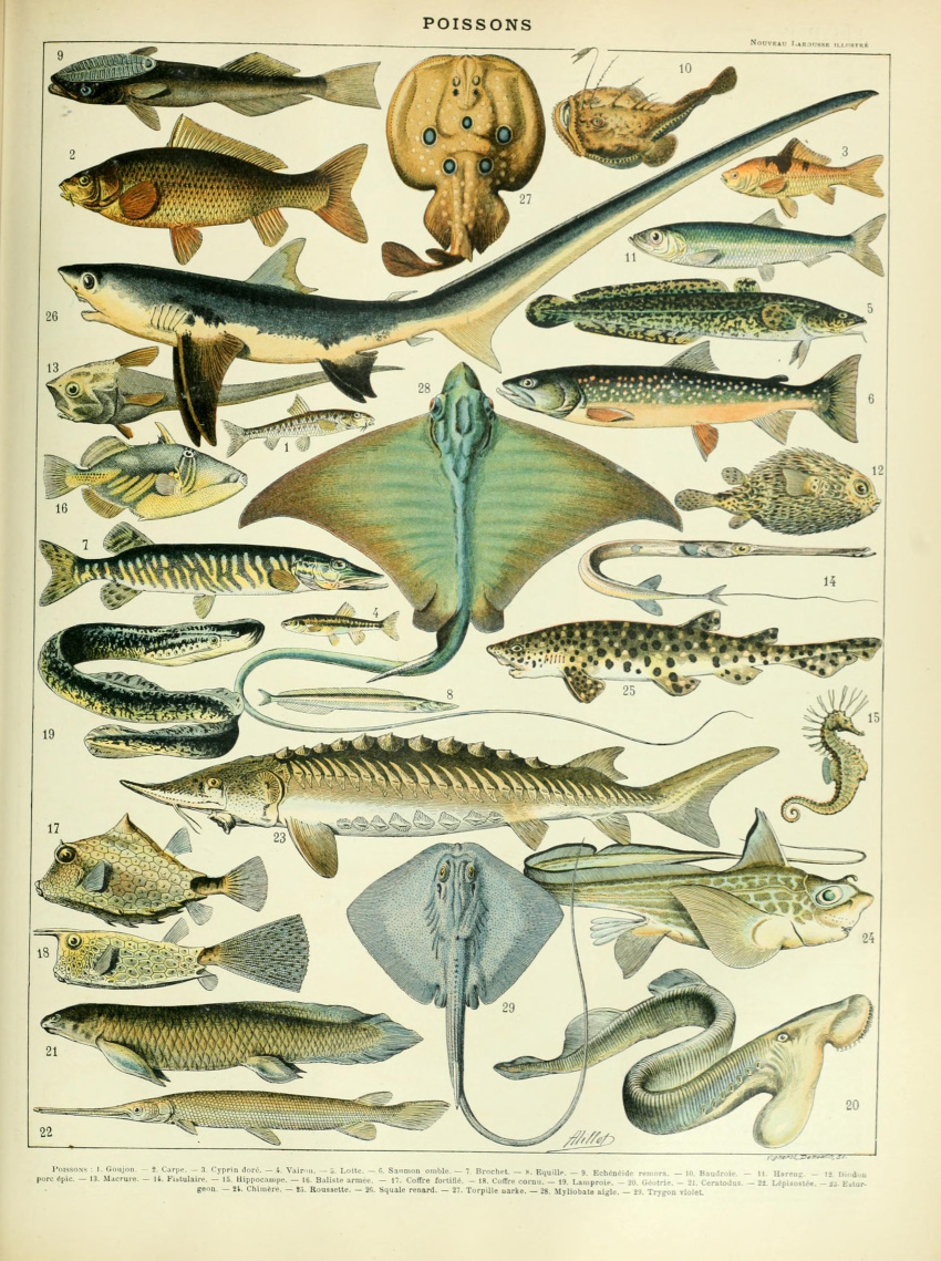 absurd_res acipenseriformes adolphe_millot ambiguous_gender ancient_art biological_illustration countershade_torso countershading cyclostomata feral fin fish gills hi_res jawless_fish lamprey marine public_domain ray_(fish) scales seahorse shark sturgeon syngnathid syngnathiform tail tail_fin technical_illustration text traditional_media_(artwork) zoological_illustration