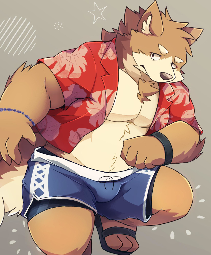 2019 anthro belly boar_stag144 brown_body brown_fur canid canine canis clothed clothing domestic_dog fur hi_res humanoid_hands male mammal open_clothing open_shirt open_topwear shirt simple_background slightly_chubby solo swimwear topwear