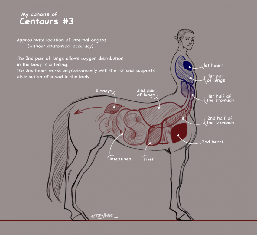 2024 anatomy anatomy_reference centaur english_text equid equid_taur european_mythology greek_mythology grey_background greyscale hi_res humanoid_pointy_ears humanoid_taur internal_organs lucasestellar male mammal mammal_taur model_sheet monochrome mythology signature simple_background smile smiling_at_viewer solo taur text