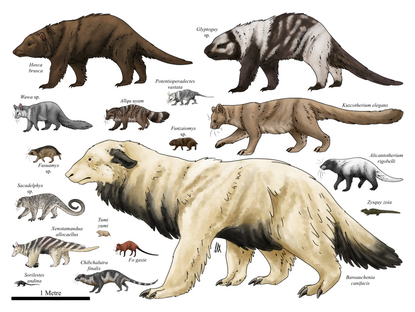 4:3 absurd_res allotheria black_body brown_body claws diagram dryolestid feral hi_res mammal metatherian mottled mottled_body piebald piebald_body reptile scalie synapsid tuatara white_body