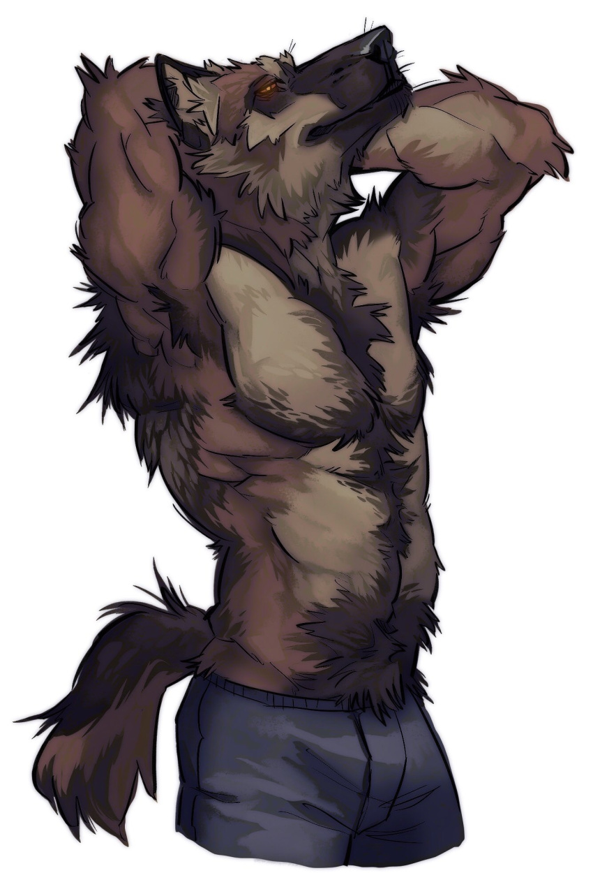 anthro armpit_hair biceps blue_bottomwear blue_clothing blue_shorts body_hair bottomwear brown_hair canid canine canis chest_hair clothed clothing hair hairy hairy_belly hands_behind_head hi_res looking_at_viewer male mammal muscular mythological_canine mythological_creature mythology nmvsolidus orange_eyes shorts shorts_only simple_background solo stretching topless were werecanid werecanine werewolf white_background wolf