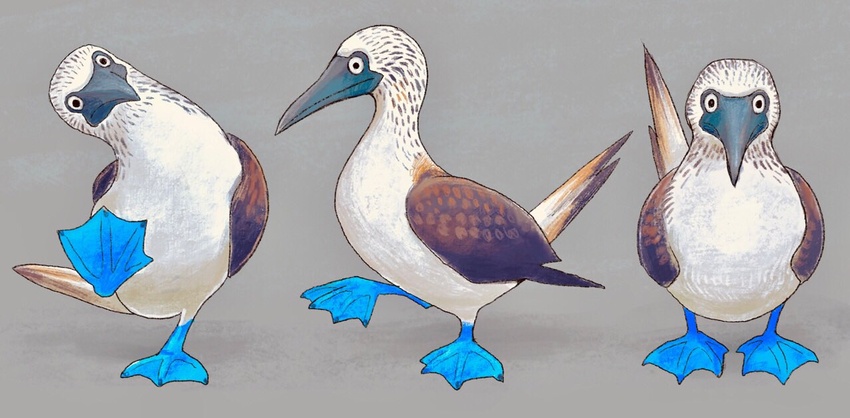 2018 ambiguous_gender avian beak bird blue-footed_booby blue_feet booby_(bird) brown_body brown_feathers feathers feet feral grey_background ka92 looking_at_viewer membrane_(anatomy) multiple_poses pose raised_leg simple_background solo standing sulid toes webbed_feet white_body white_feathers wings