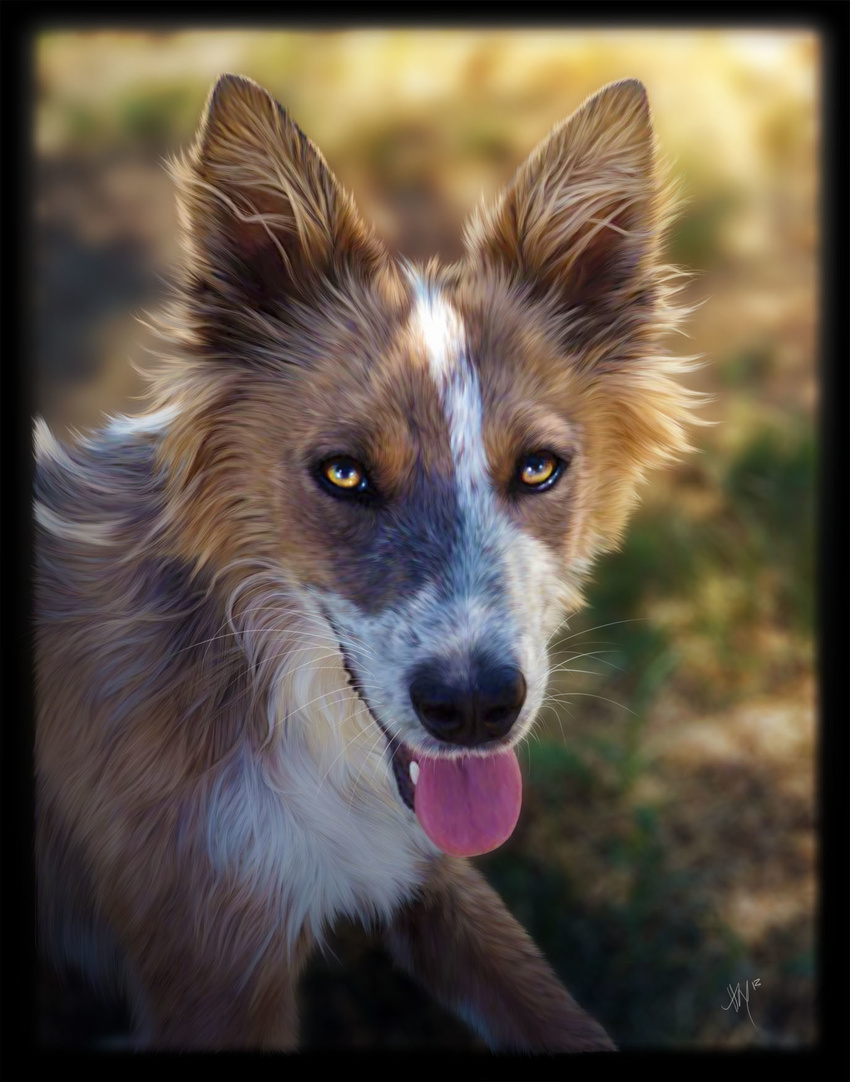 2012 ambiguous_gender australian_cattle_dog black_body black_fur black_nose brown_body brown_fur canid canine canis cattledog countershading detailed_background domestic_dog feral fur herding_dog hi_res inner_ear_fluff looking_at_viewer mammal nature novawuff open_mouth outside pastoral_dog photorealism portrait quadruped solo standing tongue tongue_out tuft white_body white_countershading yellow_eyes