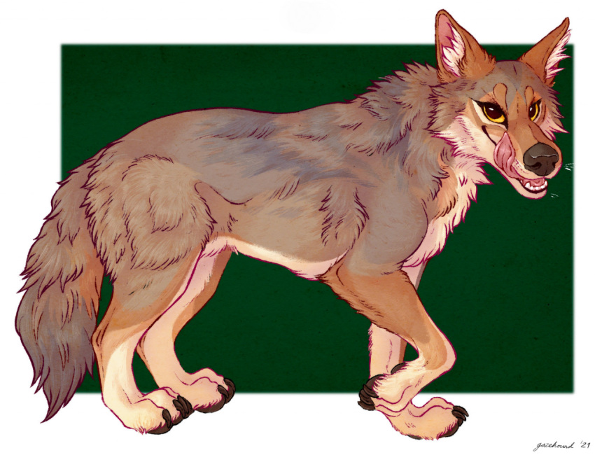 2021 ambiguous_gender canid canine canis coyote coywolf digitigrade feral fur gazehound_(artist) grey_body grey_fur hybrid looking_at_viewer mammal multicolored_body multicolored_fur quadruped simple_background solo tongue tongue_out wolf yote_(axeltheaussie)