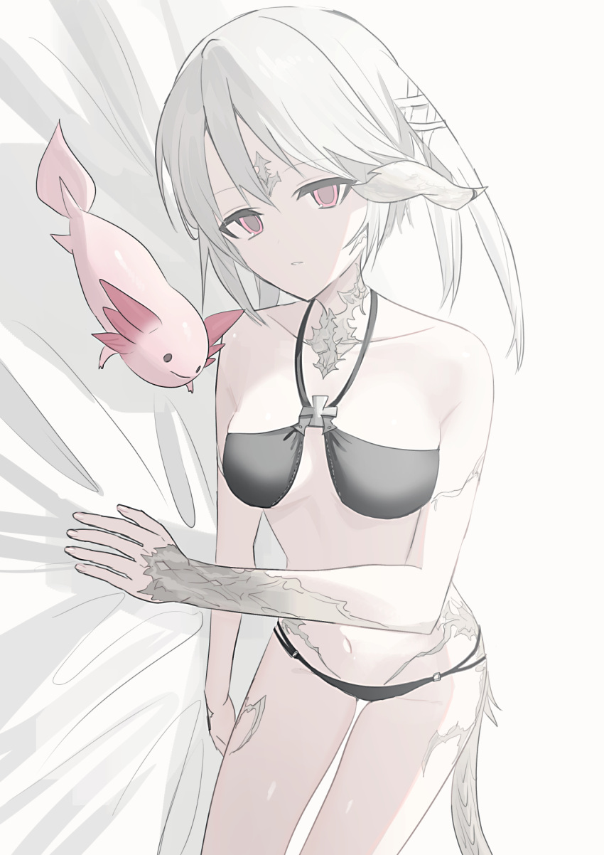 animal au_ra axolotl bare_shoulders bed_sheet bikini black_bikini breasts character_request chihuri collarbone dragon_girl dragon_horns dragon_tail female final_fantasy final_fantasy_xiv grey_background grey_hair groin halterneck highres horns lying medium_breasts navel on_side parted_lips pink_eyes scales simple_background solo swimsuit tail