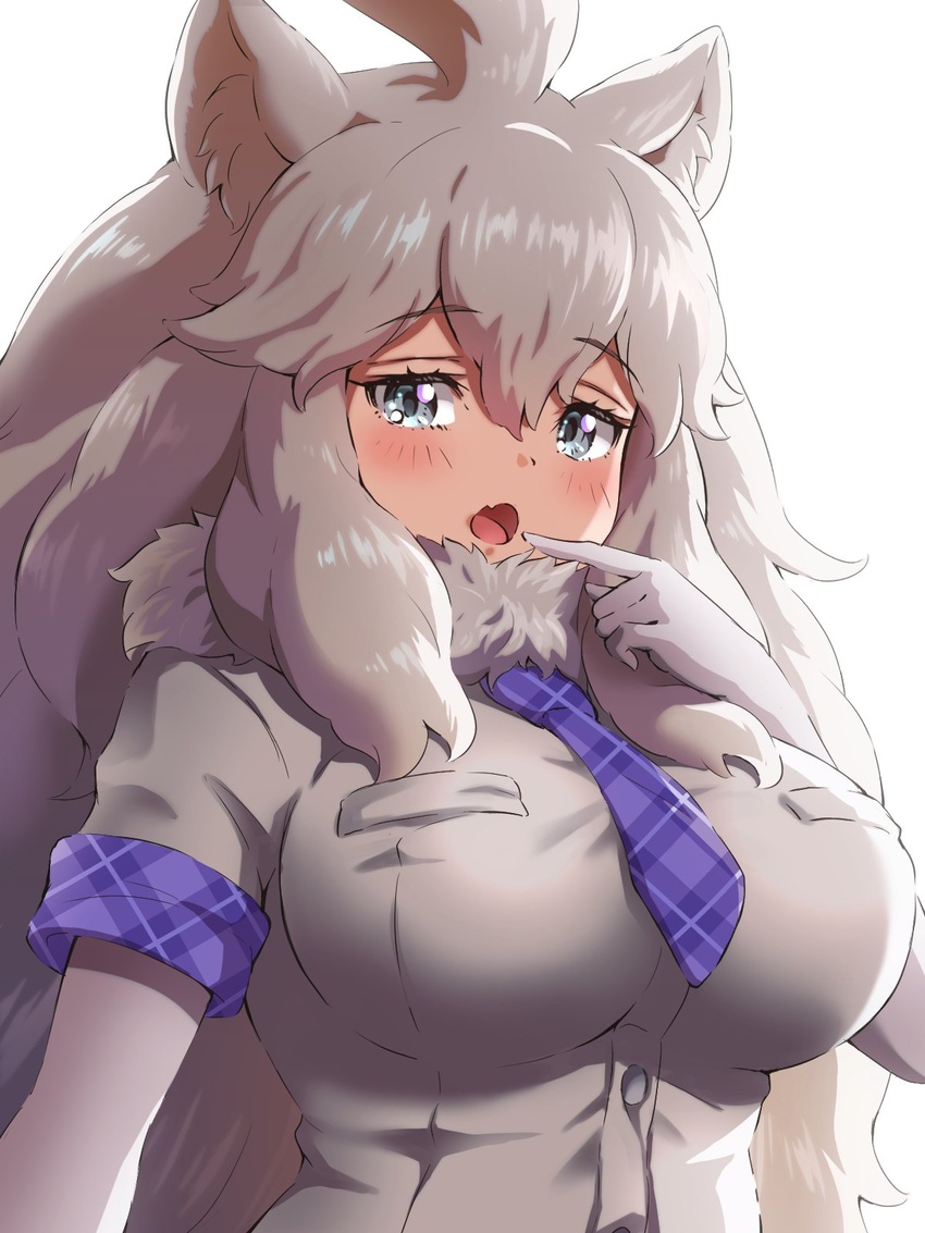 animal_ears big_hair blue_eyes blue_necktie blush breasts close-up commentary_request elbow_gloves female finger_to_mouth fur_collar gloves highres kemono_friends kemono_friends_3 large_breasts lion_ears lion_girl long_hair necktie oerba_yun_fang open_mouth plaid_necktie plaid_trim shirt short_sleeves solo tayuura_(kuwo) white_gloves white_hair white_lion_(kemono_friends) white_shirt