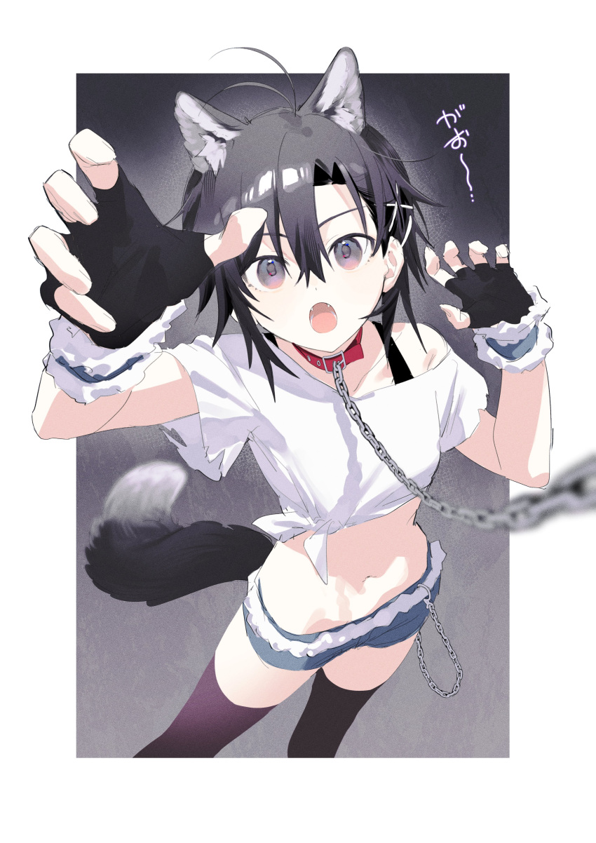 :o absurdres animal_collar animal_ear_fluff animal_ears antenna_hair black_bra black_eyes black_gloves black_thighhighs blue_shorts blue_wrist_cuffs border bra bra_strap breasts brown_eyes chain_leash chains collar commentary crop_top cropped_shirt denim denim_shorts fangs feet_out_of_frame female fingerless_gloves foreshortening fur-trimmed_shorts fur-trimmed_wrist_cuffs fur_trim gloves gradient_background gradient_eyes grey_background hair_between_eyes hair_ornament halloween halloween_costume highres howling idolmaster idolmaster_(classic) idolmaster_million_live! kikuchi_makoto leash looking_at_viewer lowleg lowleg_shorts midriff multicolored_eyes navel off_shoulder open_mouth outside_border perspective petite reaching reaching_towards_viewer red_collar shirt short_hair short_shorts short_sleeves shorts side-tie_shirt small_breasts solo tail thighhighs tomboy torn_clothes torn_shirt translated underwear vickyycy99 viewer_holding_leash wallet_chain werewolf white_border wolf_ears wolf_girl wolf_tail wrist_cuffs x_hair_ornament