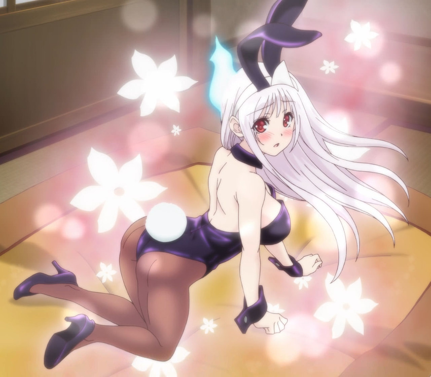 albino animal_ears anime_screenshot back-seamed_legwear bare_arms bare_shoulders black_footwear black_leotard black_wrist_cuffs blush breasts brown_pantyhose detached_collar fake_animal_ears fake_tail female full_body high_heels indoors large_breasts leotard long_hair looking_at_viewer pantyhose playboy_bunny rabbit_ears rabbit_tail red_eyes seamed_legwear shoulder_blades solo stiletto_heels stitched tail third-party_edit triangular_headpiece white_hair wing_collar wrist_cuffs yunohana_yuuna yuragisou_no_yuuna-san