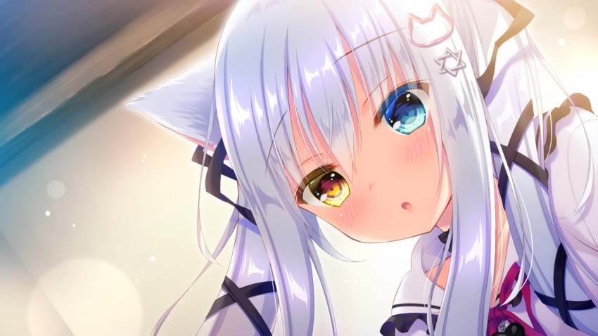 bicolored_eyes catgirl game_cg koneko_neko_neko long_hair nekokawa_shirone noda_shuha white_hair