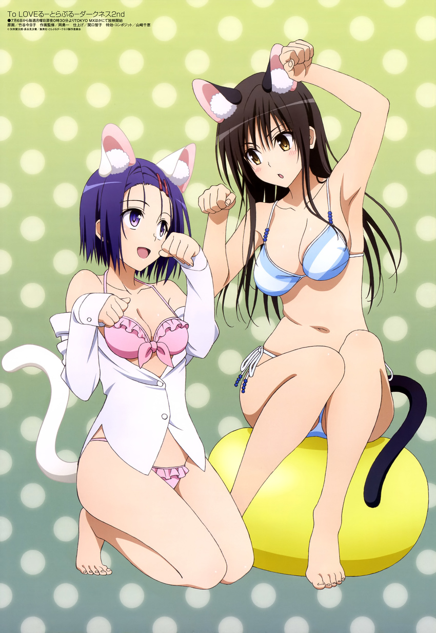 2girls :d :o absurdres animal_ears arm_up armpits bare_legs bare_shoulders barefoot beads bikini bikini_under_clothes black_hair blue_bikini blush breasts brown_hair buttons cat_ears cat_tail cleavage dress_shirt eye_contact fake_animal_ears frilled_bikini frills front-tie_bikini_top front-tie_top full_body gradient_background green_background hair_ornament hairclip happy highres kemonomimi_mode kneeling kotegawa_yui long_hair long_sleeves looking_at_another megami_magazine multiple_girls navel off_shoulder official_art open_mouth parted_bangs paw_pose pink_bikini polka_dot polka_dot_background purple_eyes sairenji_haruna scan shirt side-tie_bikini_bottom sideboob sitting sleeves_past_wrists small_breasts smile striped_bikini striped_clothes swimsuit tail taketani_kyouko to_love-ru to_love-ru_darkness to_love-ru_darkness_2nd white_bikini white_shirt yellow_eyes