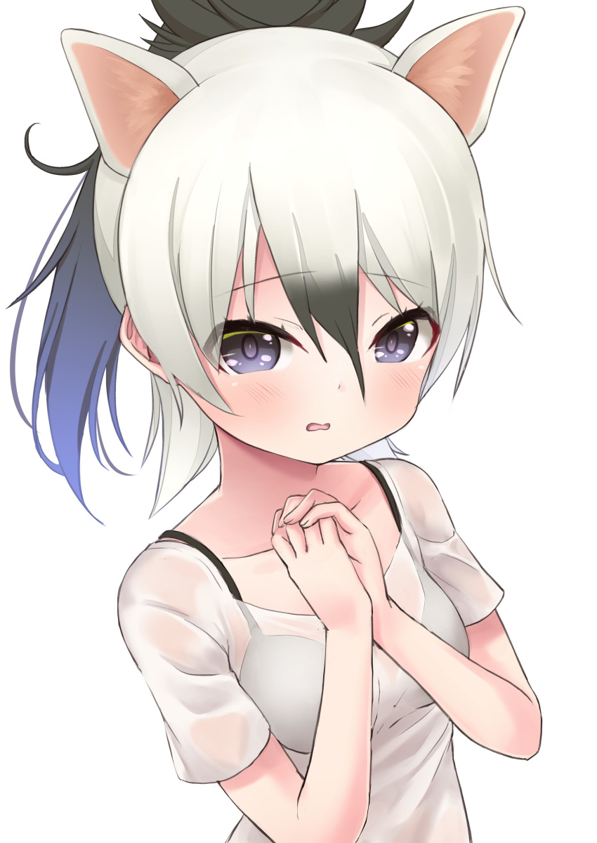 aardwolf_(kemono_friends) absurdres animal_ears bare_arms black_bra black_hair bra collarbone deku_suke extra_ears female grey_hair hair_between_eyes hands_up high_ponytail highres kemono_friends long_hair looking_at_viewer multicolored_hair open_mouth own_hands_together purple_eyes see-through shirt sidelocks simple_background solo two-tone_hair underwear upper_body white_background white_shirt