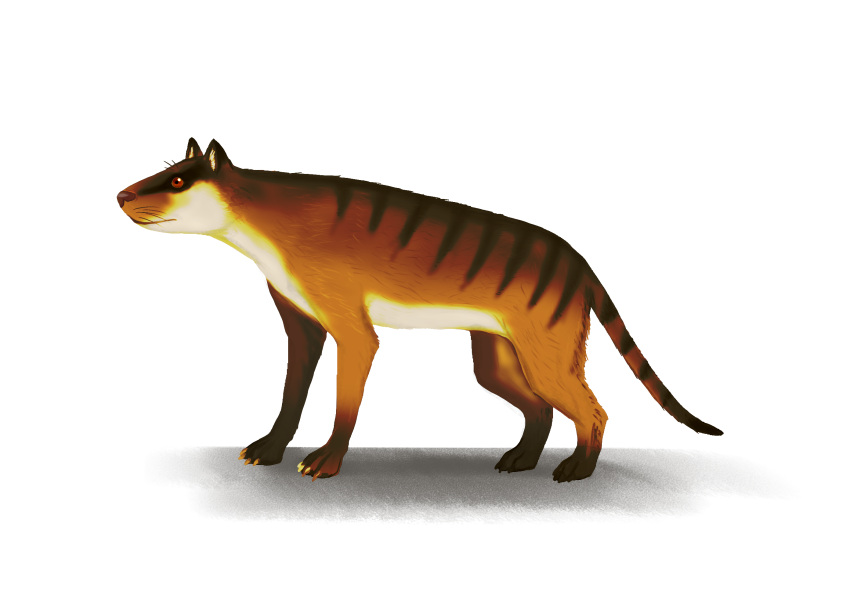 allotheria ambiguous_gender feral fur hi_res hypomartyria mammal orange_body orange_fur red_eyes simple_background solo stripes white_body