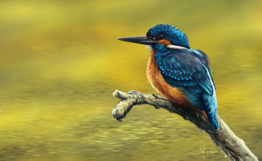 2013 ambiguous_feral ambiguous_gender avian beady_eyes beak bird black_beak black_eyes blue_body blue_feathers branch caymartworks common_kingfisher coraciiform detailed detailed_background detailed_feathers digital_media_(artwork) digital_painting_(artwork) feathered_wings feathers feral folded_wings full-length_portrait hi_res kingfisher long_beak on_branch orange_body orange_feathers outside perching photorealism portrait side_view water wings yellow_water