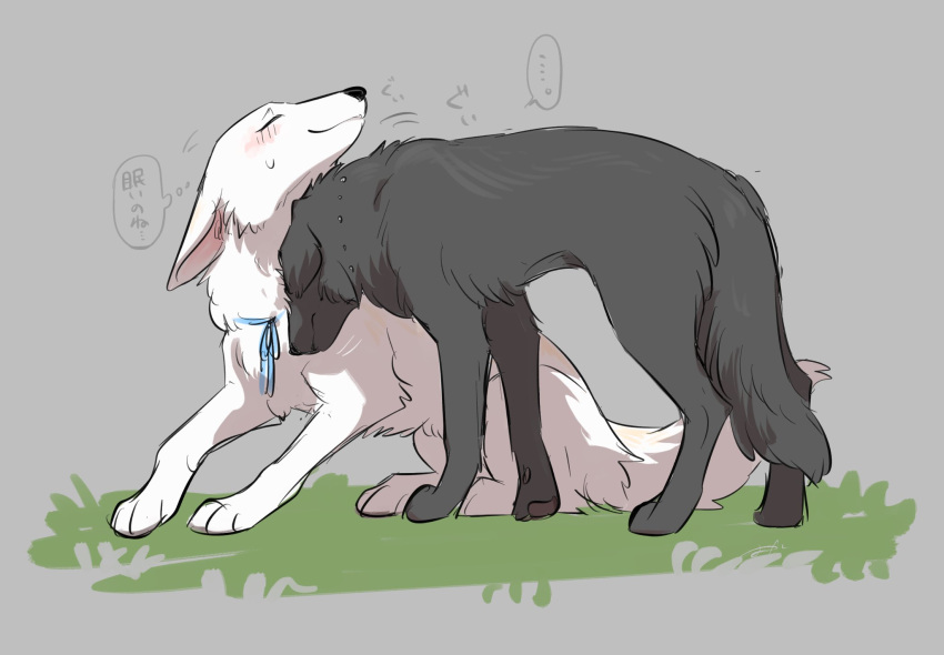 2024 ambiguous_gender berger_blanc_suisse bird_dog black_body black_fur black_nose black_tail blue_ribbon blush canid canine canis closed_eyes closed_smile cody_(tsukune_minaga) digital_media_(artwork) domestic_dog duo ears_down felicia_(tsukune_minaga) female_(lore) feral flat_coated_retriever floppy_ears fluffy fluffy_tail fur head_down head_on_head herding_dog hi_res hunting_dog japanese_text lop_ears male_(lore) mammal monotone_body monotone_fur mouth_closed neck_ribbon pastoral_dog pink_inner_ear pivoted_ears prick_ears quadruped retriever romantic romantic_couple smile speech_bubble tail text thought_bubble tsukune_minaga white_body white_fur white_tail