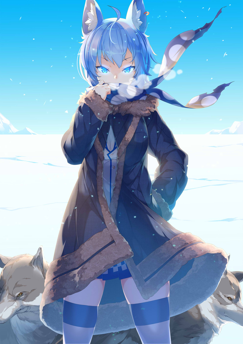 ahoge animal animal_ear_fluff animal_ears animare black_coat black_skirt blue_eyes blue_hair blue_scarf blue_sky breasts coat commentary_request covered_mouth day dog_ears ear_piercing female fur-trimmed_coat fur-trimmed_sleeves fur_trim glowing glowing_eyes hand_up highres horizon kokka_han long_sleeves looking_at_viewer nanashi_inc. open_clothes open_coat outdoors piercing pleated_skirt scarf shirt skindentation skirt sky small_breasts snow snowing solo souya_ichika souya_ichika_(1st_costume) striped_clothes striped_thighhighs thighhighs v-shaped_eyebrows virtual_youtuber white_shirt wolf wolf_ears