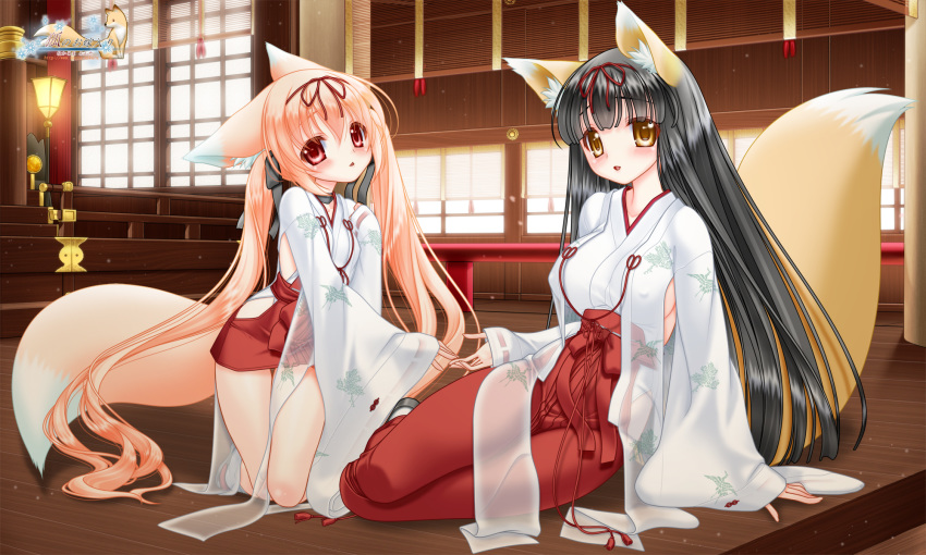 2girls animal_ears black_hair blonde_hair blush breasts chihaya_(clothing) covered_nipples fox_ears fox_girl fox_tail fusuma hair_ribbon hakama hakama_short_skirt hakama_skirt highres hip_vent holding_hands indoors japanese_clothes kimono kneeling lantern large_breasts long_hair long_sleeves looking_at_viewer miko multiple_girls nakajima_konta red_eyes red_hakama ribbon ribbon-trimmed_clothes ribbon-trimmed_sleeves ribbon_trim rikka_(snow_fox) sandals setuka_(snow_fox) shouji shrine sideboob sitting skirt sliding_doors small_breasts snow_fox stairs tabi tail twintails variant_set very_long_hair web_address wide_sleeves wooden_floor yellow_eyes yokozuwari zouri