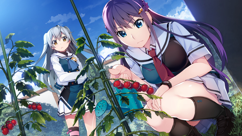 2girls :| ascot badge black_footwear black_legwear blue_eyes blue_neckwear blue_sky breasts closed_mouth cloud collared_shirt crossed_arms day dutch_angle earrings frown fukami_rena game_cg gardening grass grey_hair grisaia_(series) grisaia_phantom_trigger hair_ornament hand_on_own_knee highres jewelry kneehighs loafers long_hair long_sleeves miniskirt multiple_girls necktie official_art outdoors plant pleated_skirt purple_hair red_necktie sailor_collar school_uniform shirt shishigaya_touka shoes short_sleeves single_hair_intake single_thighhigh skirt sky sleeves_past_fingers sleeves_past_wrists socks squatting standing striped_clothes striped_thighhighs stud_earrings thighhighs tomato twintails v-shaped_eyebrows very_long_hair watanabe_akio watch water_drop watering_can white_sailor_collar white_shirt white_skirt wing_collar wristwatch