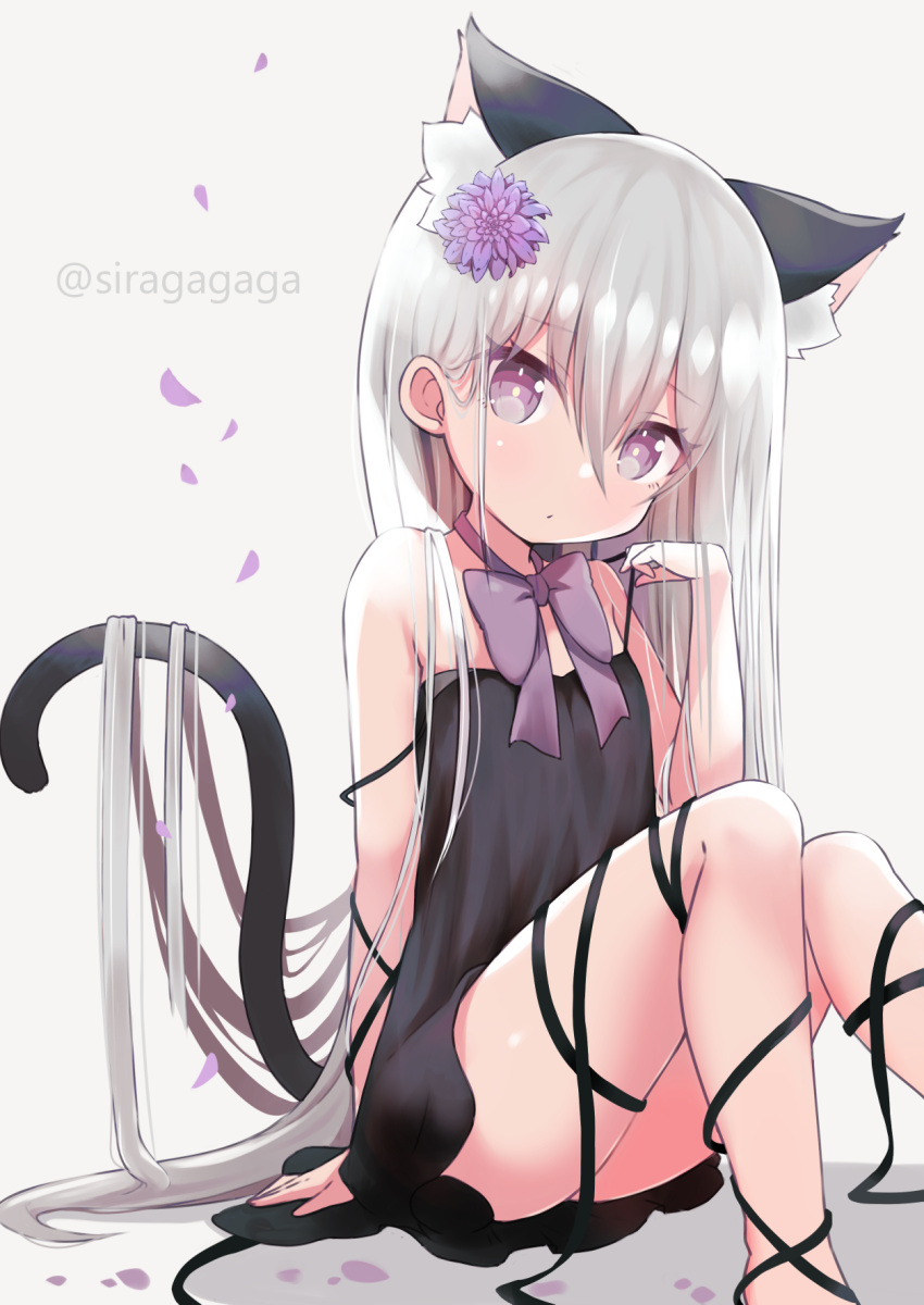 animal_ear_fluff animal_ears black_dress cat_ears cat_girl cat_tail dress falling_petals female flower hair_flower hair_ornament highres long_hair looking_at_viewer neck_ribbon original petals ribbon siragagaga sitting tail twintails very_long_hair white_hair