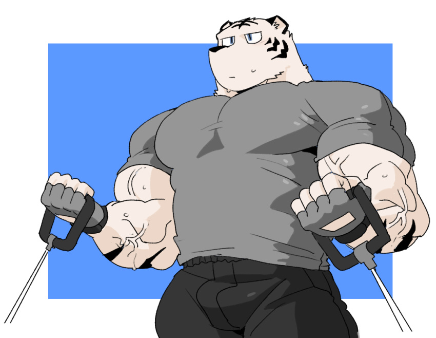 2018 anthro biceps clothing digital_media_(artwork) felid fur gloves handwear kemono male mammal muscular muscular_anthro muscular_male pantherine pecs simple_background solo syukapong tiger