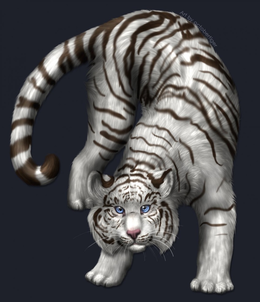 ambiguous_gender barefoot black_body black_fur black_stripes blue_eyes digitigrade feet felid feral fur grey_background hi_res leucistic looking_at_viewer mammal octobertiger pantherine paws pink_nose quadruped simple_background solo striped_body striped_fur stripes tail tiger whiskers white_body white_fur