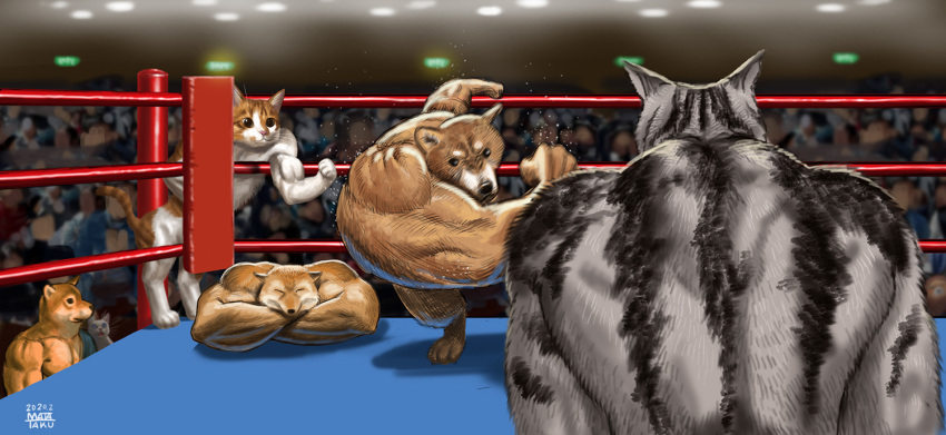 2020 biceps canid canine canis crossed_arms crowd domestic_cat domestic_dog felid feline felis fighting_ring fox fur grey_body grey_fur group mammal matataku meme muscle_fox muscular right-hook_dog semi-anthro shiba_inu spitz whiskers white_body white_cat_(taku) white_fur