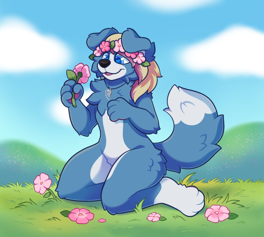 absurd_res anthro blonde_hair blue_body blue_eyes blue_fur border_collie canid canine canis cloud collie detailed_background dipstick_tail domestic_dog fabuponah floppy_ears flower flower_crown fur grass grass_field hair herding_dog hi_res hill kai_sebert long_hair male mammal markings pastoral_dog pawpads picking_flowers pink_flower_crown pink_hair plant sheepdog solo tail tail_markings