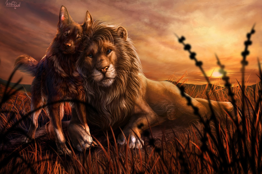 canid canine canis detailed_background domestic_dog duo felid feral german_shepherd herding_dog lion male mammal nature pantherine pastoral_dog photorealism road sevota streetdog sunset wolf wolfroad