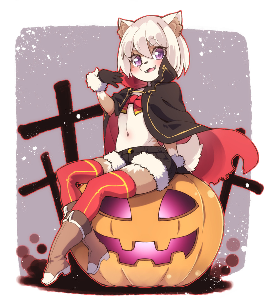 boots canine coat furry halloween open_mouth pumpking purple_eyes short_hair short_pants sitting stocking white_hair yuuki_(yuyuki000)