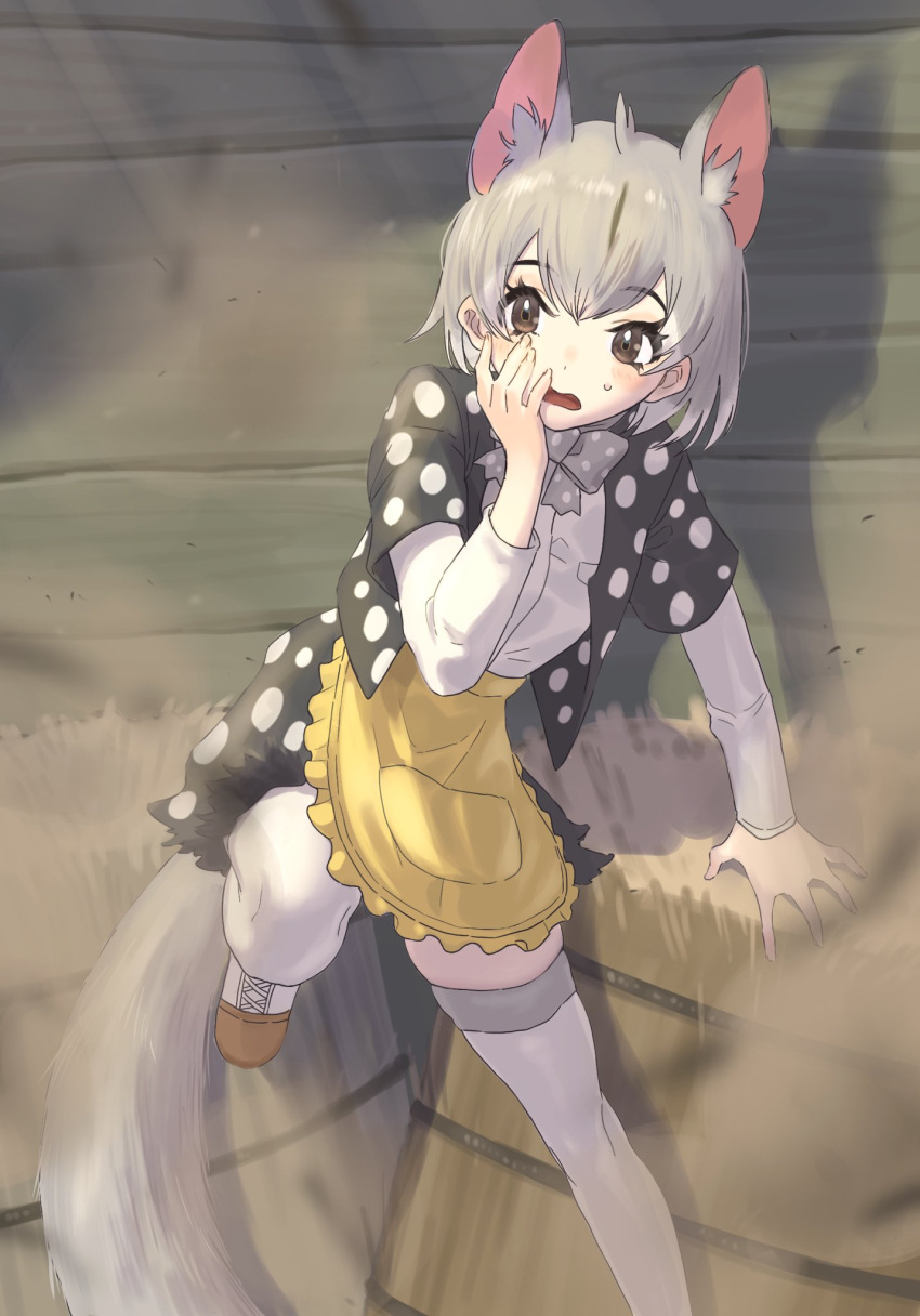 animal_ear_fluff animal_ears apron black_jacket bow bowtie brown_eyes commentary eastern_quoll_(kemono_friends) extra_ears female grey_bow grey_bowtie hay_bale highres inaniku_illust jacket kemono_friends long_sleeves mouse_ears mouse_girl mouse_tail polka_dot polka_dot_bowtie polka_dot_jacket shirt short_hair solo tail thighhighs white_hair white_shirt white_thighhighs yellow_apron zettai_ryouiki