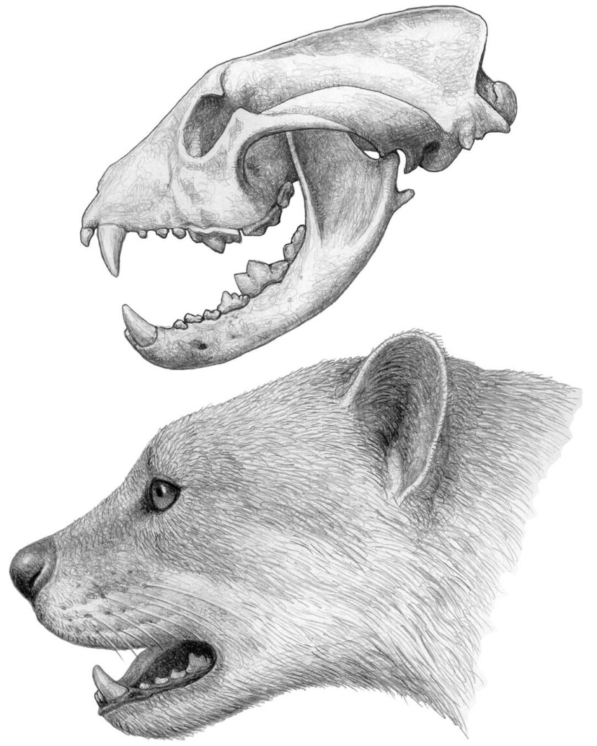 2005 ailurid ambiguous_gender bone cc-by-sa creative_commons fangs feral fur hi_res mammal mauricio_anton monochrome open_mouth prehistoric_species simocyon simple_background skull solo teeth whiskers white_background