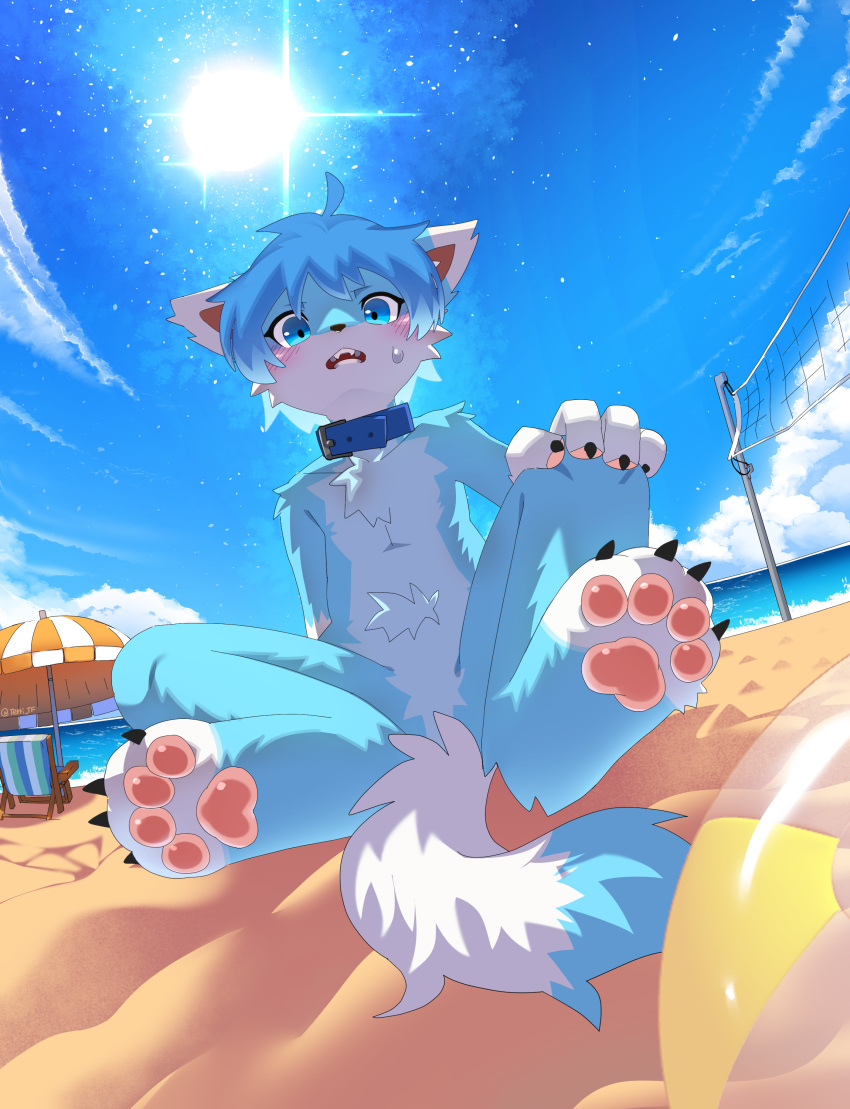 absurd_res anthro ball beach beach_ball blue_body blue_collar blue_eyes blue_fur blue_hair blue_tail blush blush_lines canid canine chest_tuft collar fox fur hair hi_res inflatable kemono male mammal mikey_(mikey_fox) open_mouth pawpads paws sand shy sitting sitting_on_ground solo tail terri_the_dragon tuft