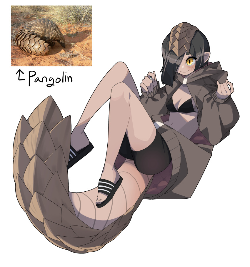 absurdres bad_id bad_pixiv_id black_footwear black_shorts brown_hair brown_jacket brown_scales female flip-flops floating full_body gomulgong hair_over_one_eye hands_up highres hood jacket knees_up long_sleeves medium_hair midriff monster_girl open_clothes original pangolin pangolin_tail personification photo_inset pointy_ears reference_inset sandals scales shorts simple_background sleeves_past_wrists smile solo two-sided_fabric white_background yellow_eyes