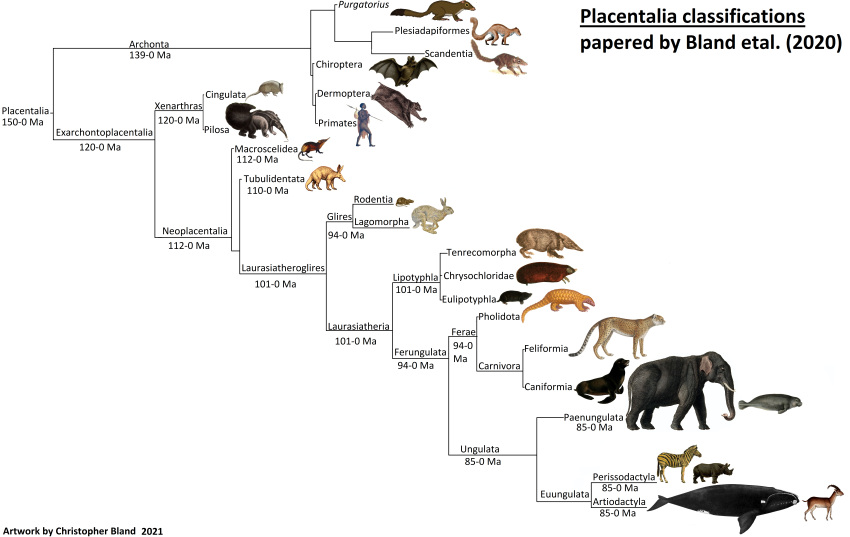 aardvark absurd_res ambiguous_gender animal_genitalia anteater archonta armadillo artiodactyl asian_elephant baleen_whale banxring barely_visible_genitalia barely_visible_sheath bat bovid california_sea_lion caprine cetacean cheetah christopher_bland cingulate demoptera elephant elephantid equid equine eulipotyphlan euungulate exarchontoplacental felid feline ferae fully_sheathed genitals giant_anteater glires goat hare hi_res human lagomorph laurasiatheroglires leporid lipotyphlan male mammal manatee marine mole_(animal) murid murine neoplacental paenungulate pangolin perissodactyl pilosan pinniped plesiadapiformes primate proboscidean purgatorius rat rhinoceros right_whale rodent sea_lion sengi sheath sirenian tubulidentata whale xenarthran zebra