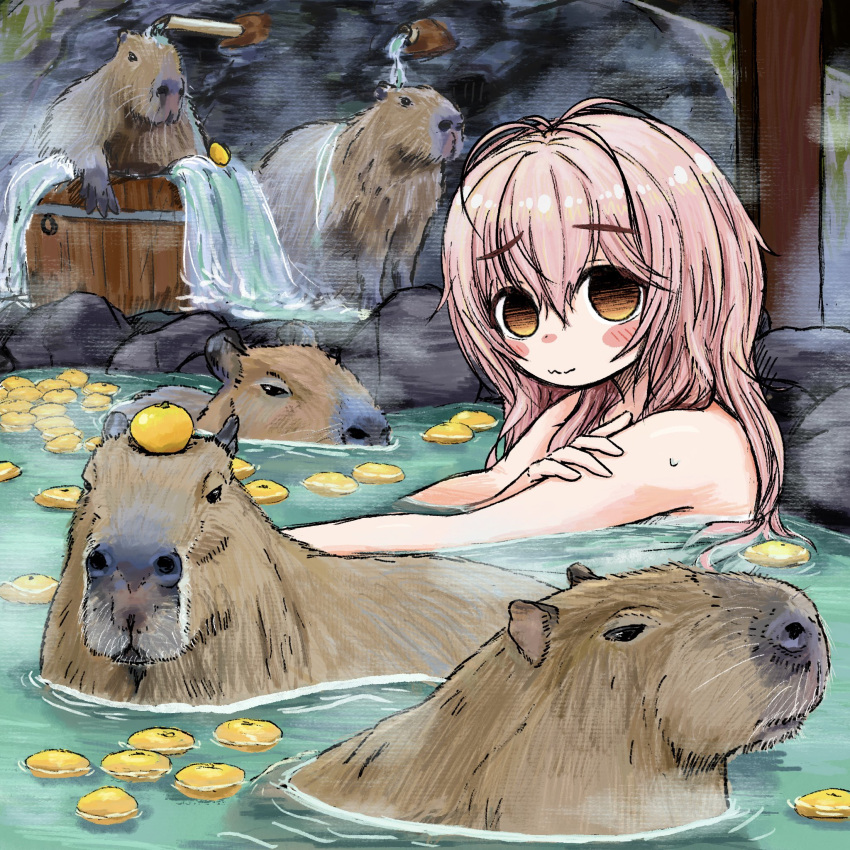 animal bathing blush blush_stickers bubbacterial bucket capybara closed_mouth female food fruit highres kimi_to_kanojo_to_kanojo_no_koi. long_hair looking_at_viewer mukou_aoi_(totono) nude onsen orange_eyes outdoors partially_submerged pink_hair sitting solo water wavy_mouth wet yuzu_(fruit) yuzu_bath