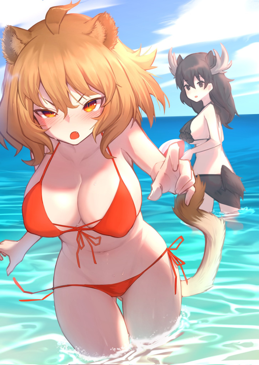 2girls :o ahoge akuma_(st.takuma) animal_ear_fluff animal_ears antlers ass_visible_through_thighs ball bare_arms bare_shoulders beachball bikini black_bikini black_eyes black_hair blonde_hair blue_sky blush breasts cloud commentary day front-tie_bikini_top front-tie_top hair_between_eyes highres horizon horns kemono_friends large_breasts lion_(kemono_friends) lion_ears lion_girl lion_tail long_sleeves looking_at_viewer moose_(kemono_friends) moose_ears moose_tail multiple_girls navel oerba_yun_fang orange_eyes outdoors red_bikini sarong side-tie_bikini_bottom sky slit_pupils swimsuit symbol-only_commentary tail thigh_gap untied_bikini v-shaped_eyebrows wading water