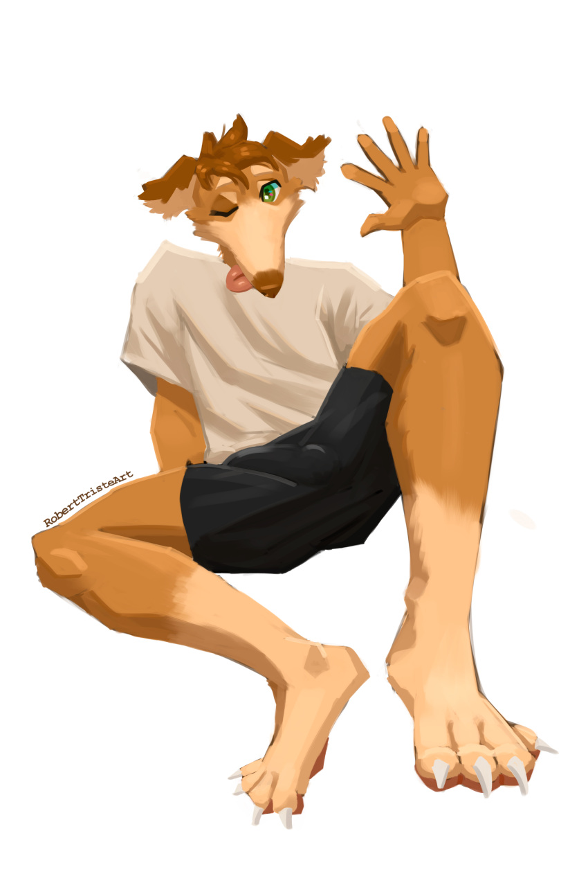 absurd_res anthro borzoi bottomwear brown_body brown_fur bulge canid canine canis claws clothing detailed_bulge domestic_dog fur green_eyes hi_res hunting_dog male mammal one_eye_closed paws roberttristeart shorts sighthound simple_background solo tongue tongue_out white_background